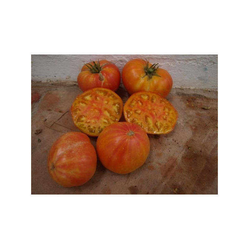 tomate rojo y amarillo de tuxhorn