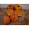 tomate rojo y amarillo de tuxhorn