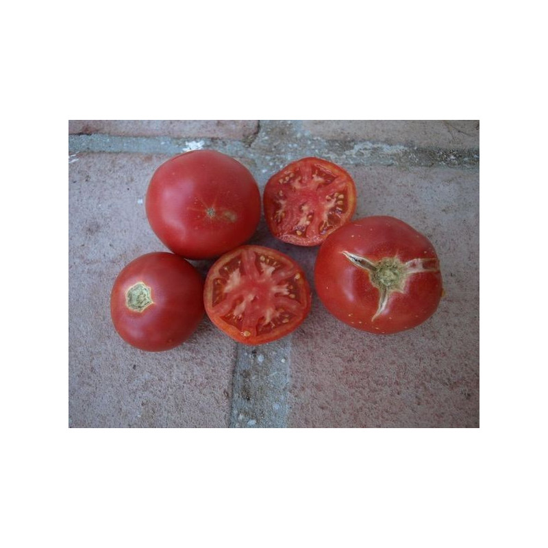 tomate rosa de berna