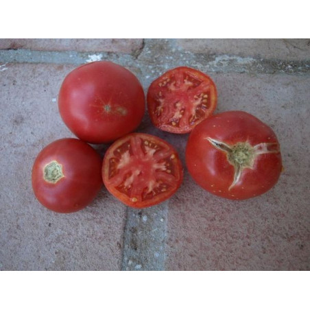 tomate rosa de berna