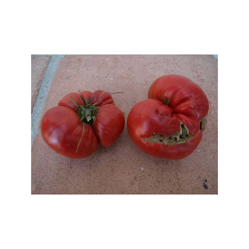 tomate rosado de ro grande