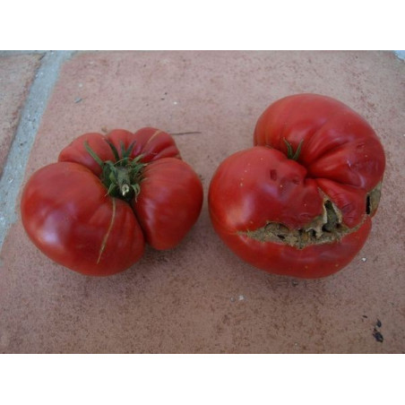 tomate rosado de ro grande