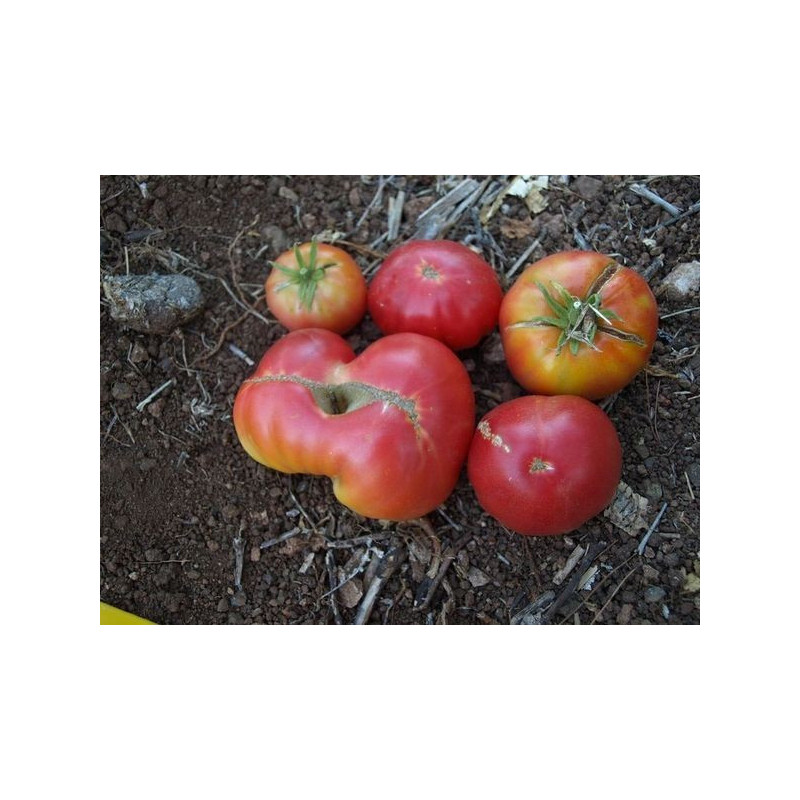 tomate rosado de ronda