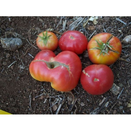tomate rosado de ronda