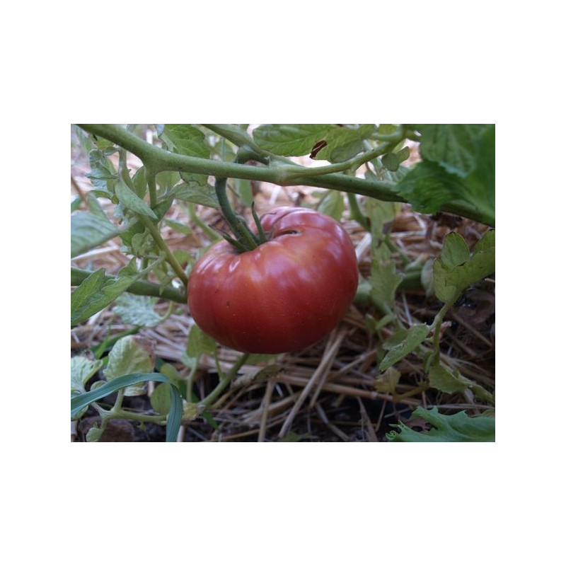 tomate rosado gordo de priego de cordoba
