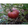tomate rosado gordo de priego de cordoba