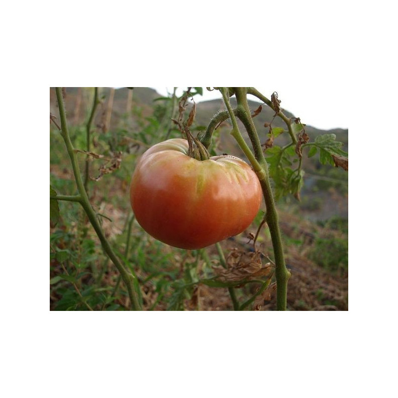 tomate rosado plano de bierge