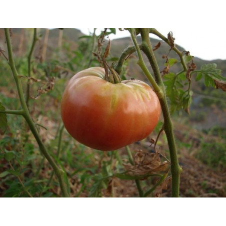 tomate rosado plano de bierge