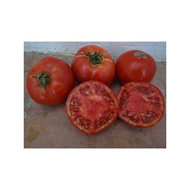 tomate talaverano