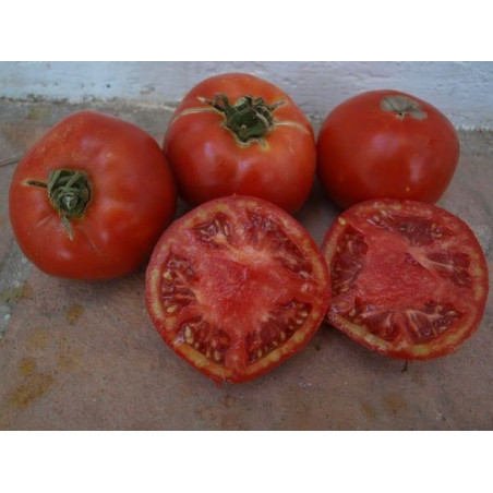 tomate talaverano