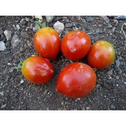 tomate valenciano hembra