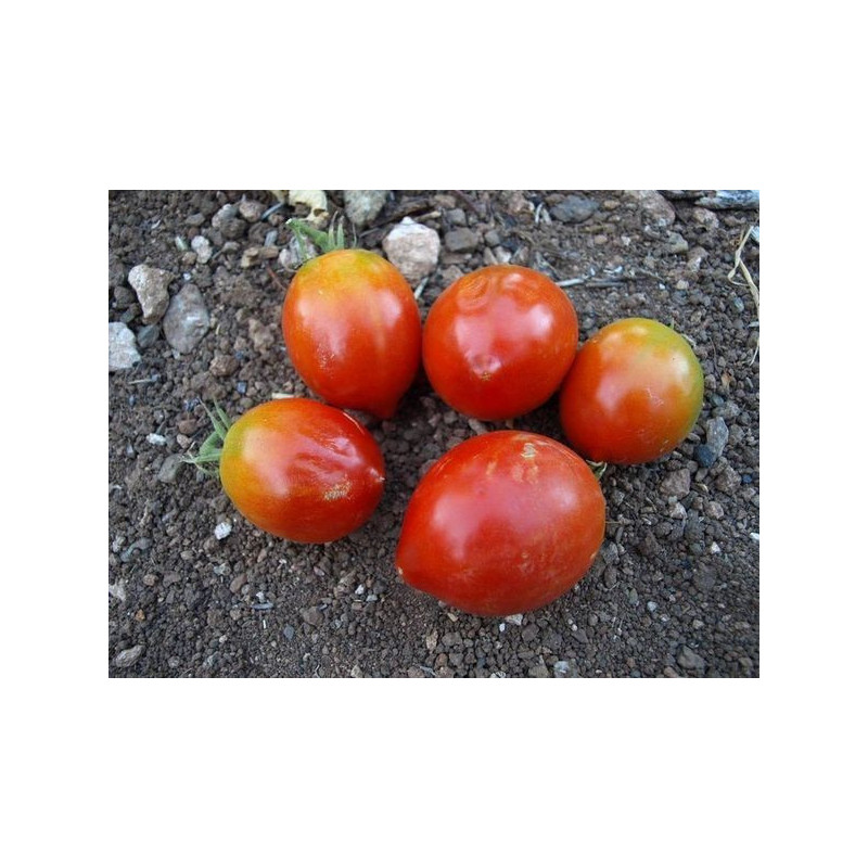 tomate valenciano hembra