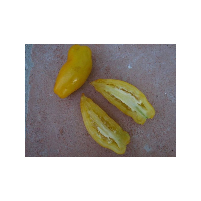 tomate vela romana