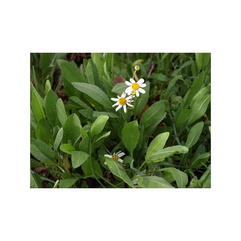 balsamita alcanforada