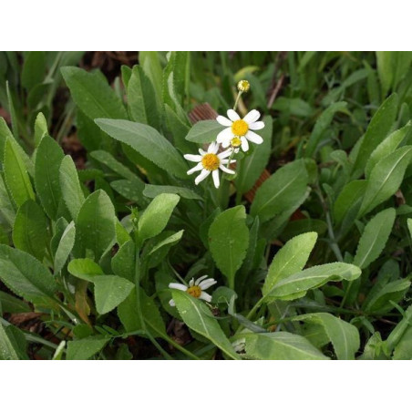 balsamita alcanforada