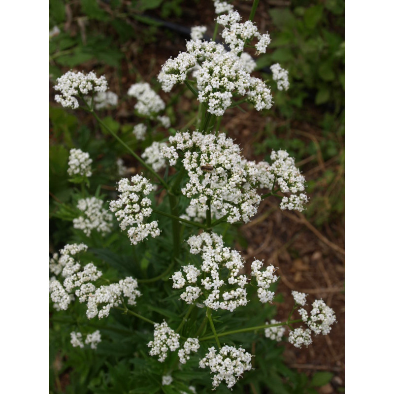 valeriana oficinal