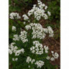 valeriana oficinal