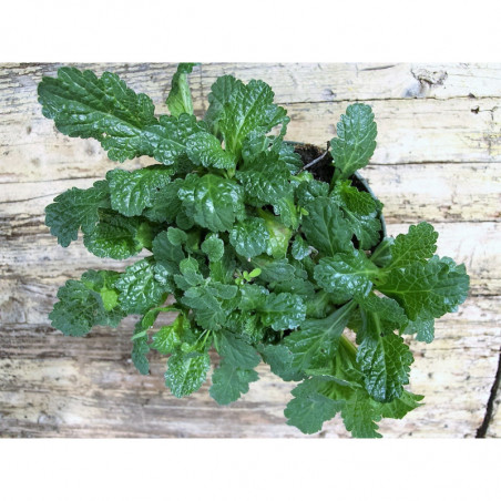 verbena