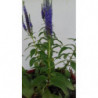 Planta Veronica Spicata