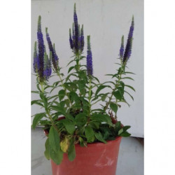 Planta Veronica Spicata