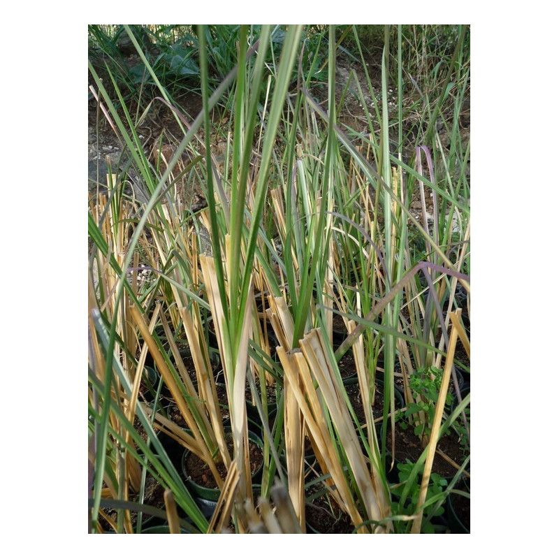vetiver