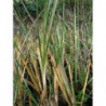 vetiver