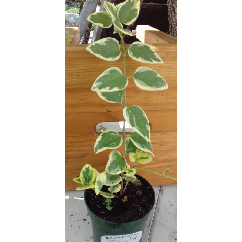 vinca jaspeada