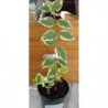 vinca jaspeada