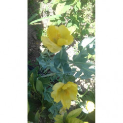 Amapola de mar
