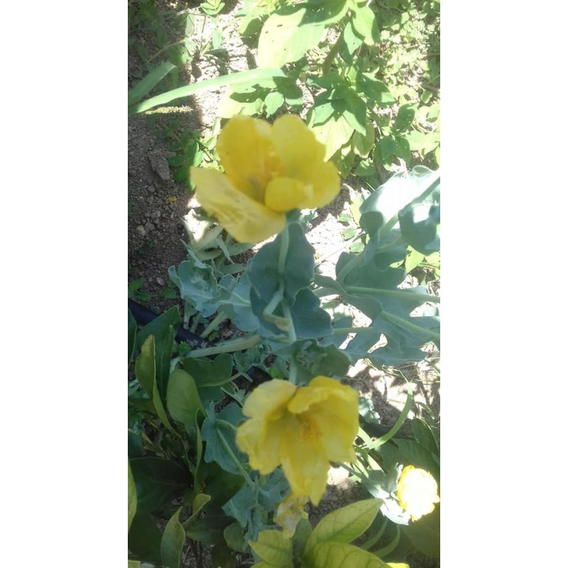 Amapola de mar