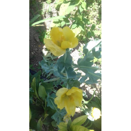 Amapola de mar