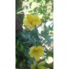 Amapola de mar