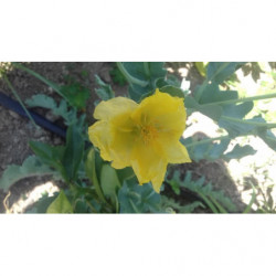 Amapola de mar