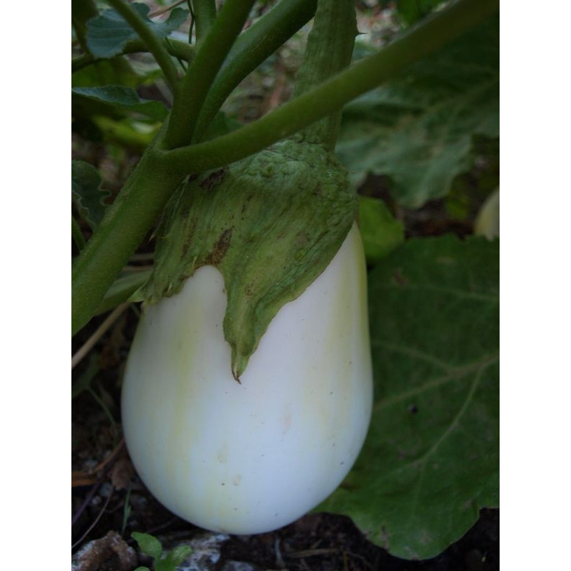 berenjena blanca