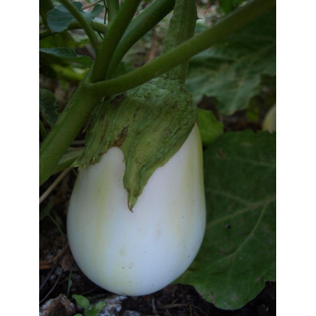 berenjena blanca