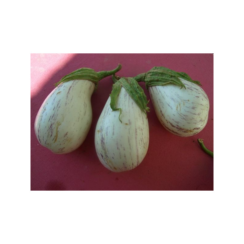 berenjena blanca de juzcar