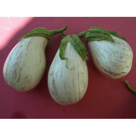 berenjena blanca de juzcar