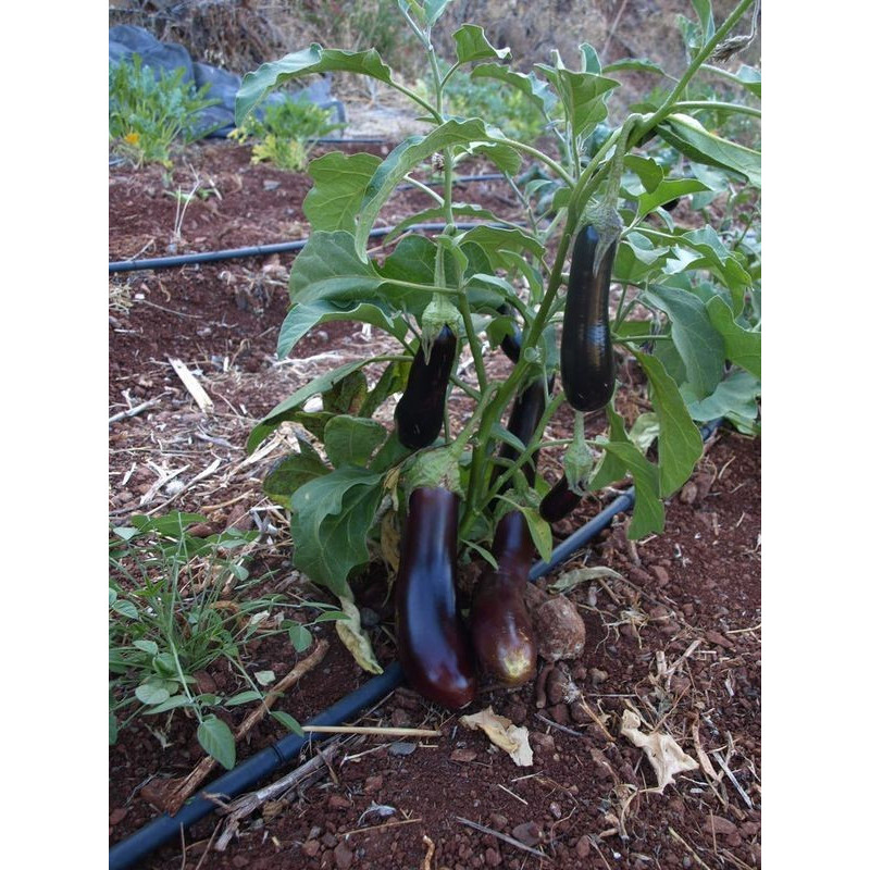 berenjena morada larga