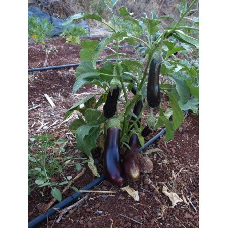 berenjena morada larga