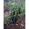 berenjena morada larga