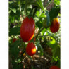 berenjena roja