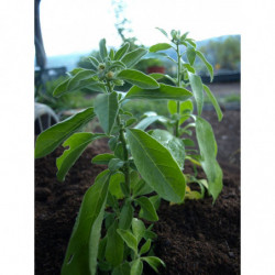 bufera o ashwagandha