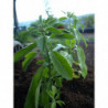 bufera o ashwagandha