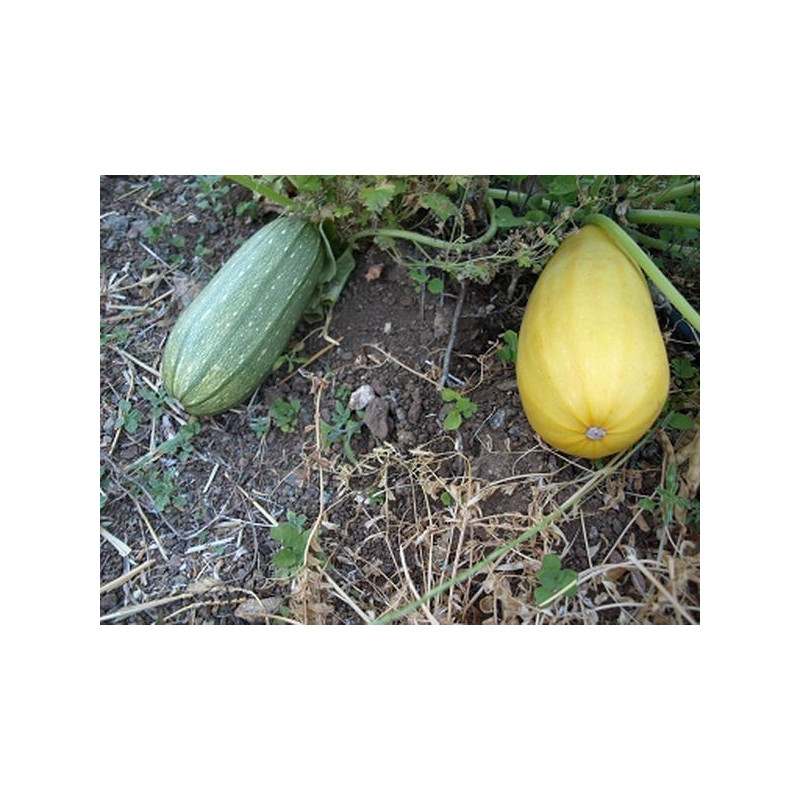 calabacin de la verde