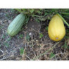 calabacin de la verde