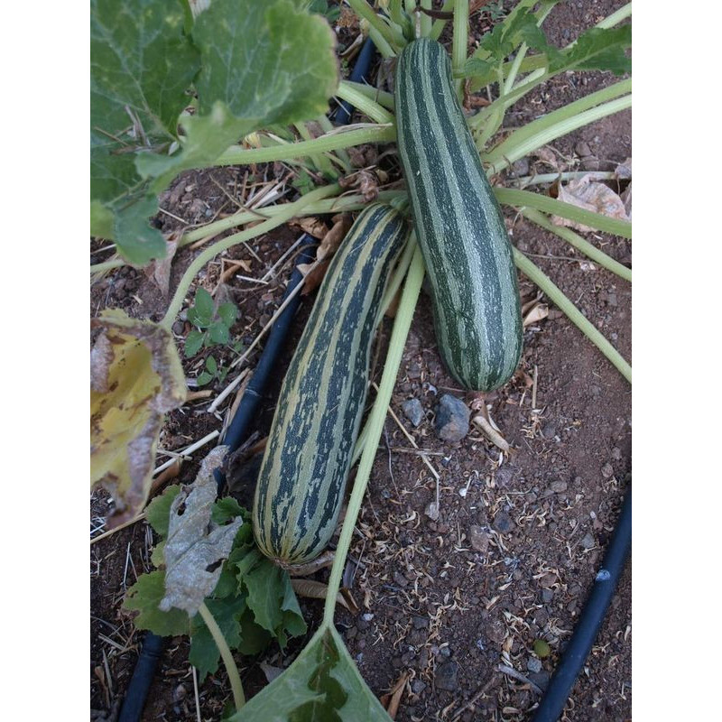 calabacin rayado