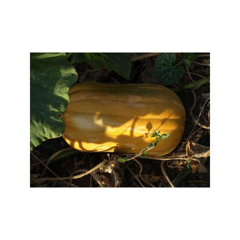 calabaza nuez