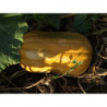 calabaza nuez