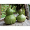 calabaza de agua