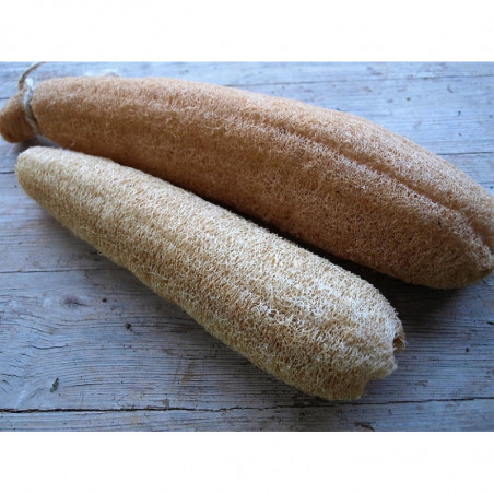 calabaza luffa esponja